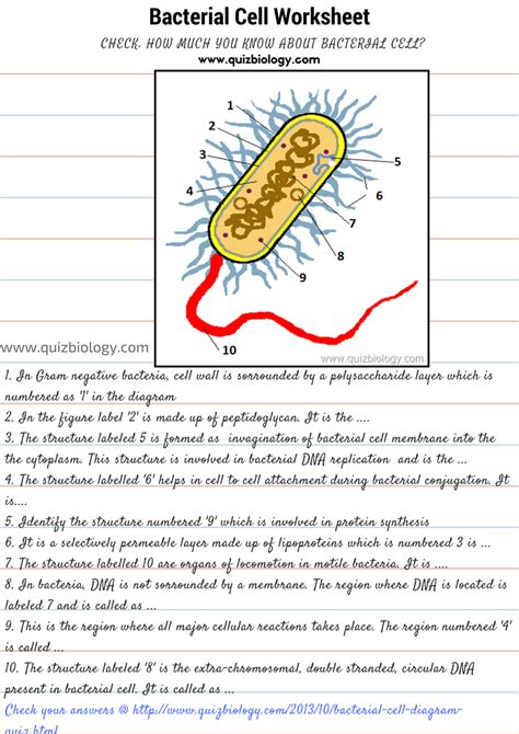 high school characteristics of bacteria worksheet answers